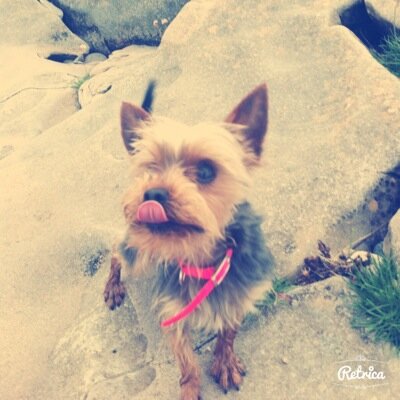 Im toya!
Im a teacup yorkie!
Im pretty small but have a big personality!
I luv my bed and my toy monkey!
Thats all!
