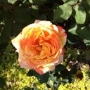 Sheila Roby - @TiggerLovesMath - Twitter