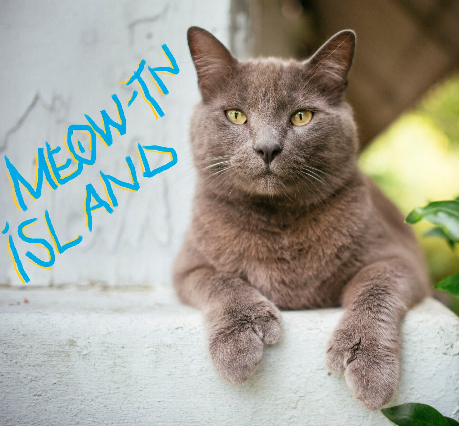 MTN_ISL's profile picture. weirdos playin weirdo music
#get_rad