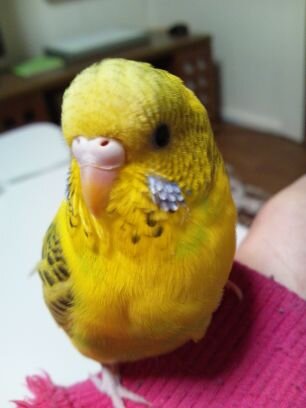 インコが大好きです。不注意にも家族であるピッピを逃がしてしまいました。みなさんの可愛いインコちゃんを拝見して癒されてます♪初心者ですのでよろしくお願いします。