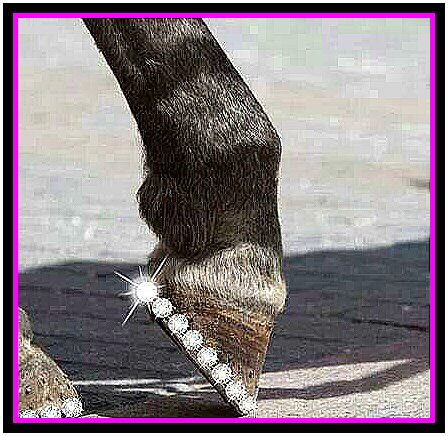 EQ_Divas's profile picture. The best tips, tricks & tack shops to being the equestrian others can't help but looking up to ;)