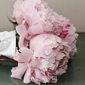 BaltimoraStudio's profile picture. quality our motto_courtesy our hobby