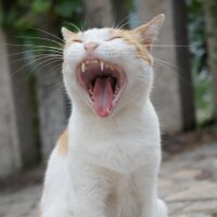 PC エンジン/ 現状お渡し並びに現状お取引と致します！ PC エンジン/ 現状お渡し並びに現状お取引と致します！