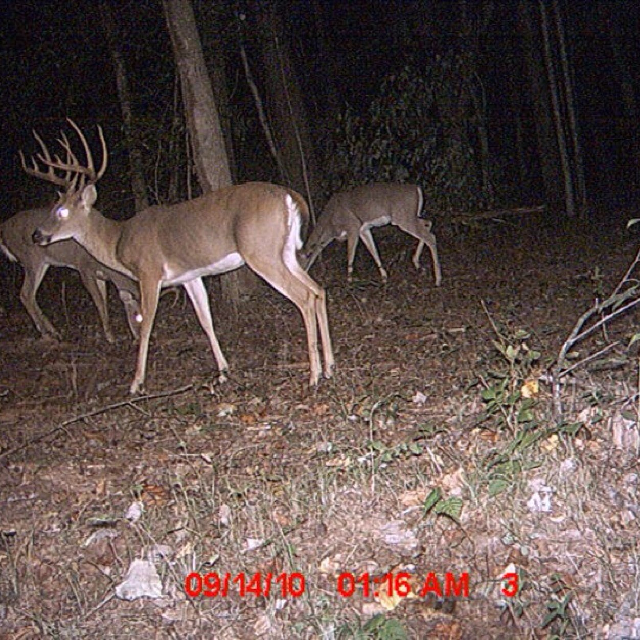 #WhitetailPassionsTV #BigBuckChasin