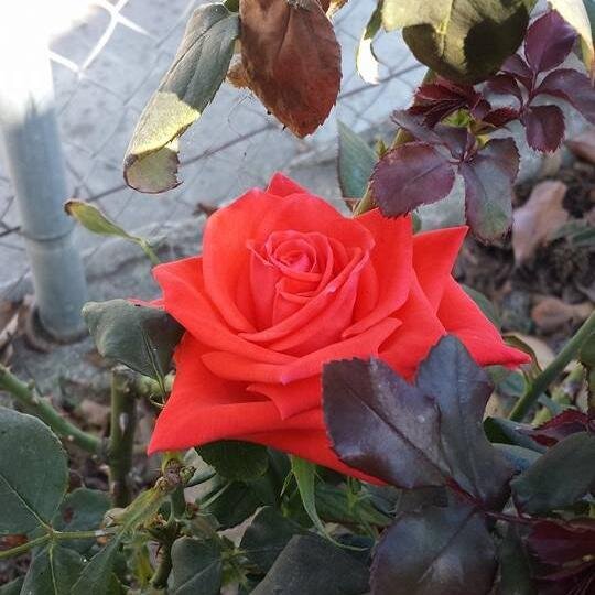 AngelaRoquemore's profile picture. 