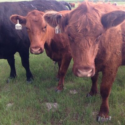 Patti_1968's profile picture. 