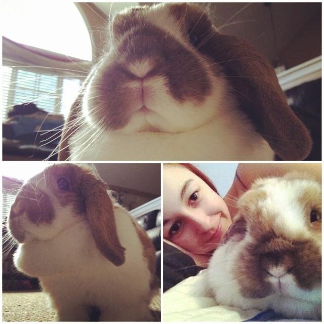 just a girl whos obsessed with her rabbit and music.❤