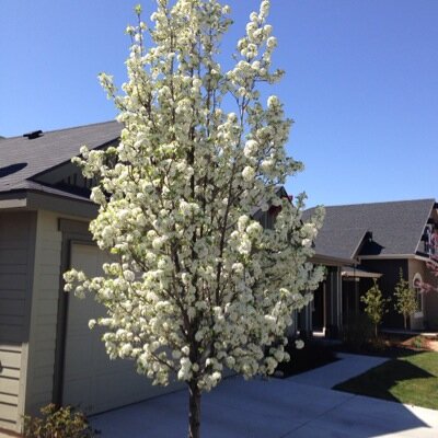 marshallhickma9's profile picture. Row crop Idaho farmer who cleaned off some mud, lived in China, Taiwan, and Cambodia with family for 11 years, earned 3 masters degrees and is now a happy LPC.