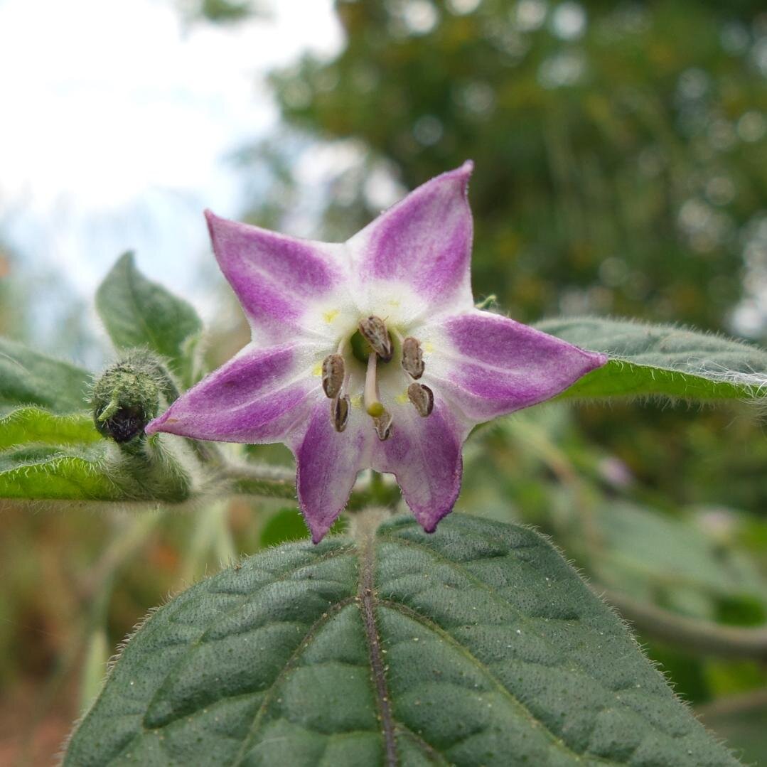 Rocoto_Hombre's profile picture. Alles über Rocoto , ein bisschen über Chili , scharfes Essen und BBQ dazu ab und an ein #Erdmännchen Foto.        Work @PWHotShop