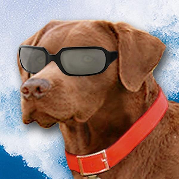 SurfDogsHB's profile picture. 