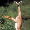 parlour1010's profile picture. The deadly zizu