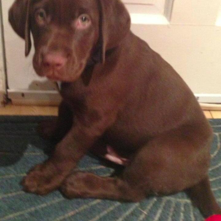 RoeBeltz's profile picture. 