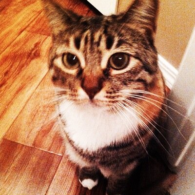 SophiaLeCat's profile picture. Sophie the cat loves to steal and hoard muffins and she occasionally wears wigs, but she has a big heart and believes in equality for everyone 3