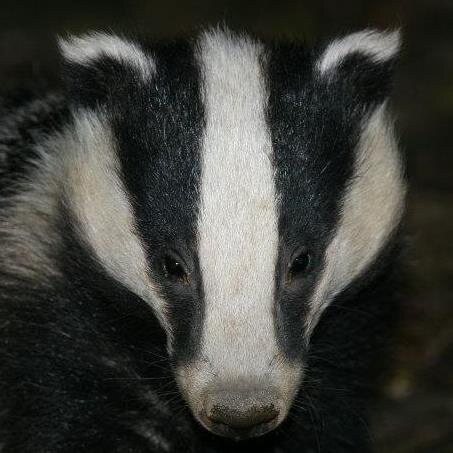 Hello, we are a voluntary run group helping to protect wild badgers. If you see a dead or injured badger in Essex call 07751 572175. Members of the Badger Trust
