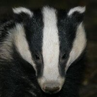 NEEBG (@thebadgergroup) 's Twitter Profile
