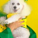 layla ramos - @laylalyonjr - Twitter