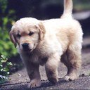 dogeatsmail's profile picture. 