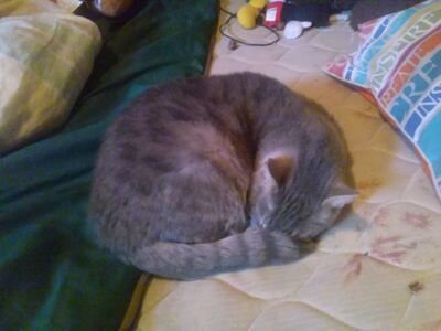 Epiknyancatplay's profile picture. Minecraft player, occasional poet, shitposter, good friend