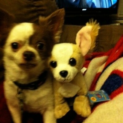 gizmo917's profile picture. 