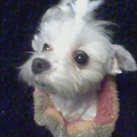 eugene1014's profile picture. マルチーズ16歳 ♀