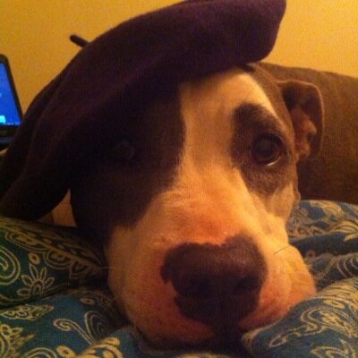 NOLA explorer and loveable Pit. My spirit animal is a marshmallow