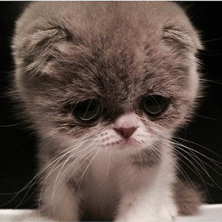 muza_27's profile picture. ★ V.I.P ★  Blackjack ★