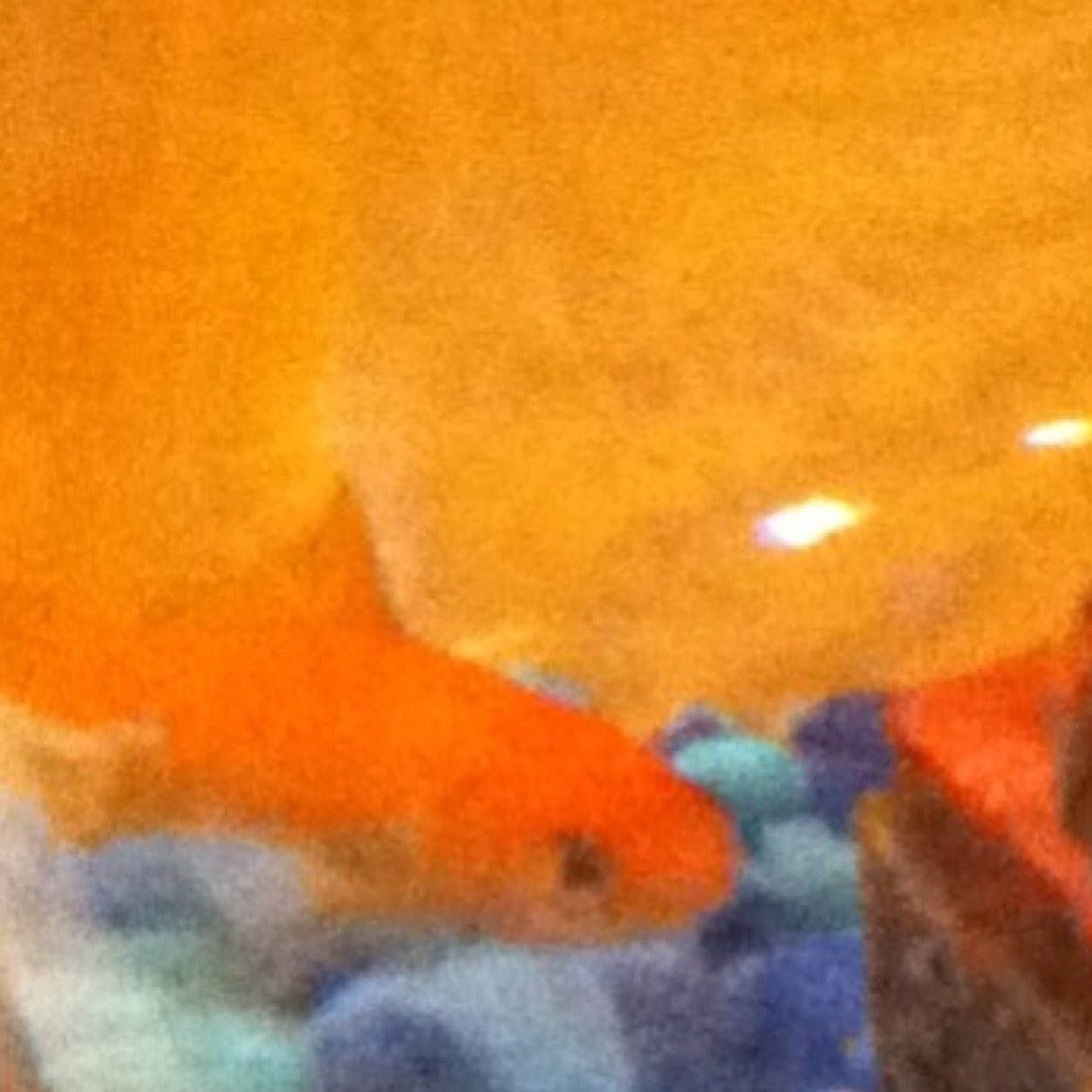 I am a goldfish