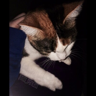 miss_sparkless's profile picture. hey cute luvs! I'm sparkles, my bestie for nine lives is @MissArehsG we have a special connection -my mama