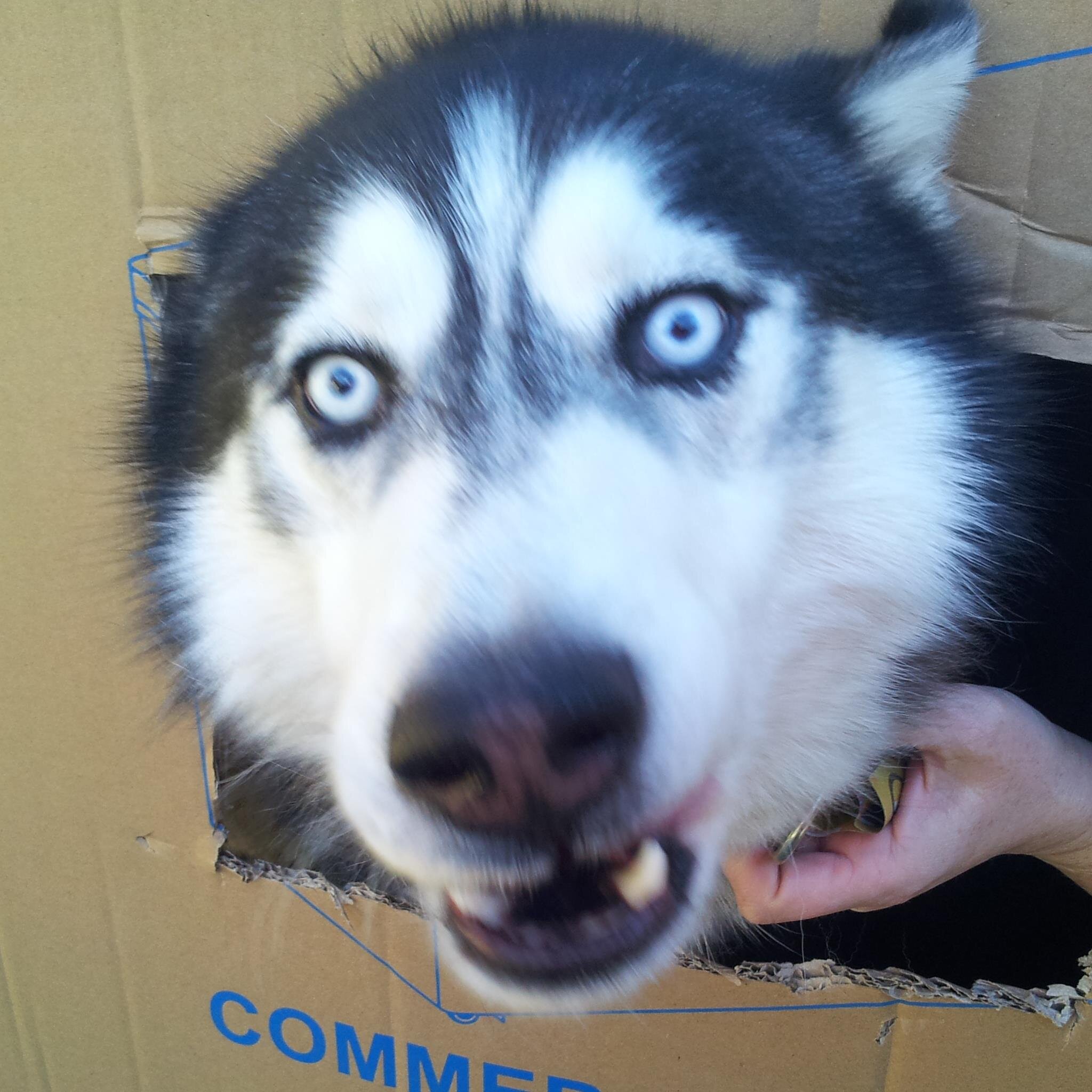 Canine Behaviouralist/ Behavioural Scientist/Provisional Psychologist. Founder/Head Behaviourist bARRRk Dog Sanctuary