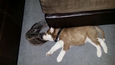 irishdave504's profile picture. 