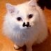 Snowball (@0814_miechin) Twitter profile photo