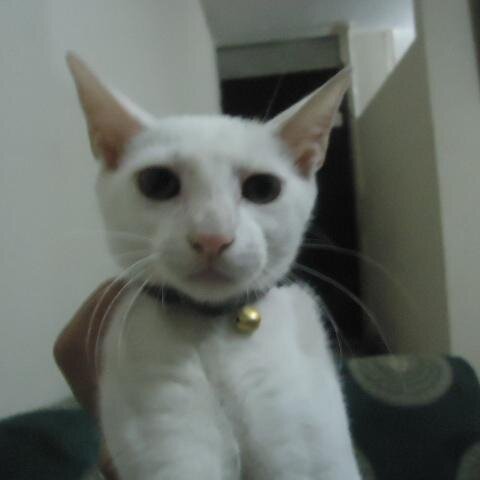 abelhernandez23's profile picture. 