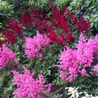 Imke Martens (@im_arp) 's Twitter Profile