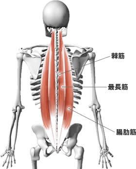 腰が痛くて痛くてたまらない！ だけど、何をしても治らないorz それは腰痛の本当の原因を知らないからなのです。真の腰痛の元凶は『姿勢』『運動不足』『骨盤の歪み』『ストレス』ではないのです！！腰痛を根本から解消したいあなたに見てもらいたいです^ ^
