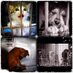 Animal Rock Support (@animal69support) Twitter profile photo