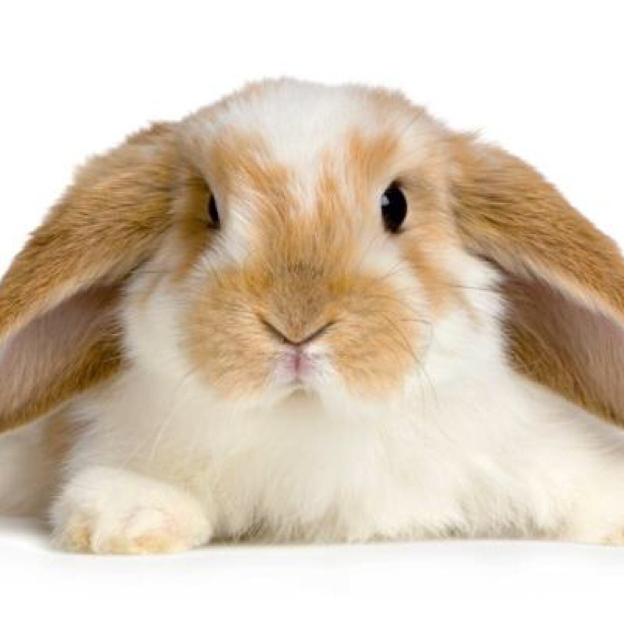 If you're ever sad just look through my favourites of cute animals :-)