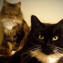 Robert Farley - @blisteringidiot - Twitter