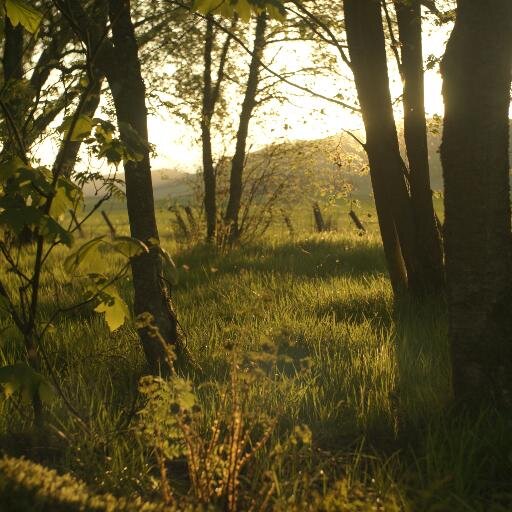 ReforestNation aims to replace monoculture plantation woodlands with healthy deciduous forests in South Scotland. Tweets by @tomallan. Sponsored by @Vegware!