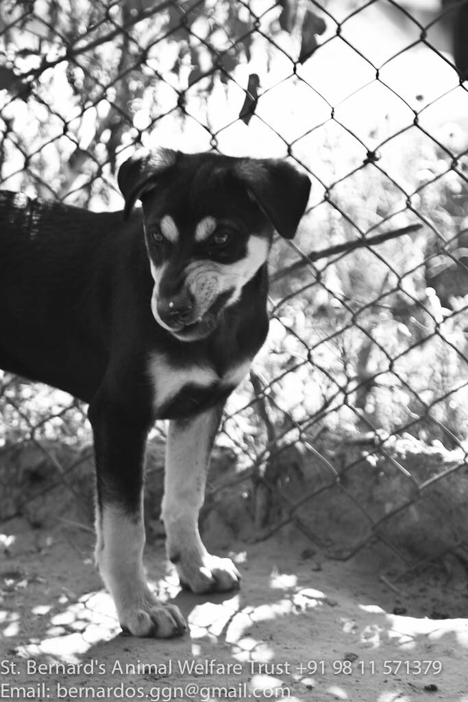 StBAWT's profile picture. St. Bernard's Animal Welfare Trust, Gurgaon/DelhiNCR, India. Animal Shelter. Run by Fernandes' at @Bernardosgoa https://t.co/3CxUIJjmjK