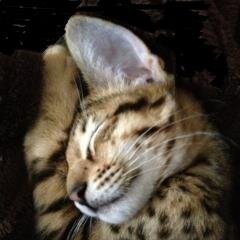 We are hobby breeders of the Savannah Cats in the UK.We breed F1s F2s and F3s