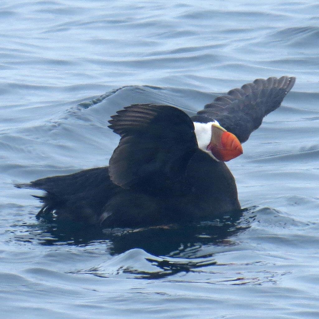 根室市観光協会の自然野鳥観光インフォメーションデスクスタッフが、   根室の風土（自然や産業、食）についての情報を発信していきます。  
ねむろフィールドノート⇒https://t.co/dFlnWjb3y5　　　　　
ねむろのお花情報⇒https://t.co/9Ab2F5NxpT