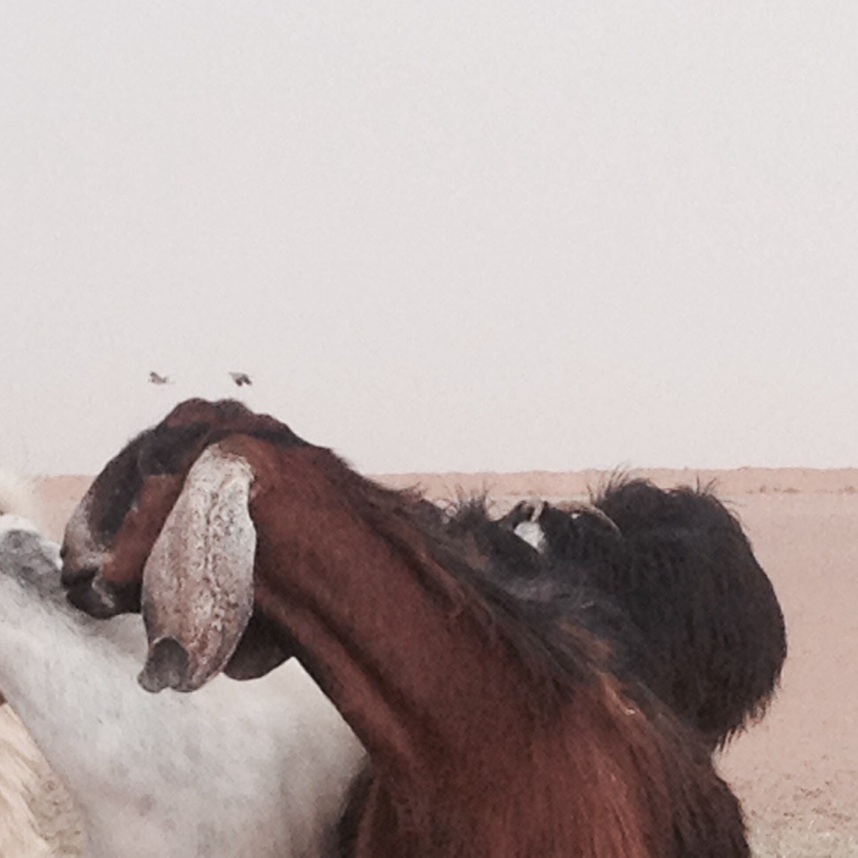 dvcs4's profile picture.