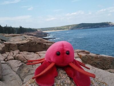 donna5527's profile picture. Disney, Acadia, and Chocolate, OH MY!