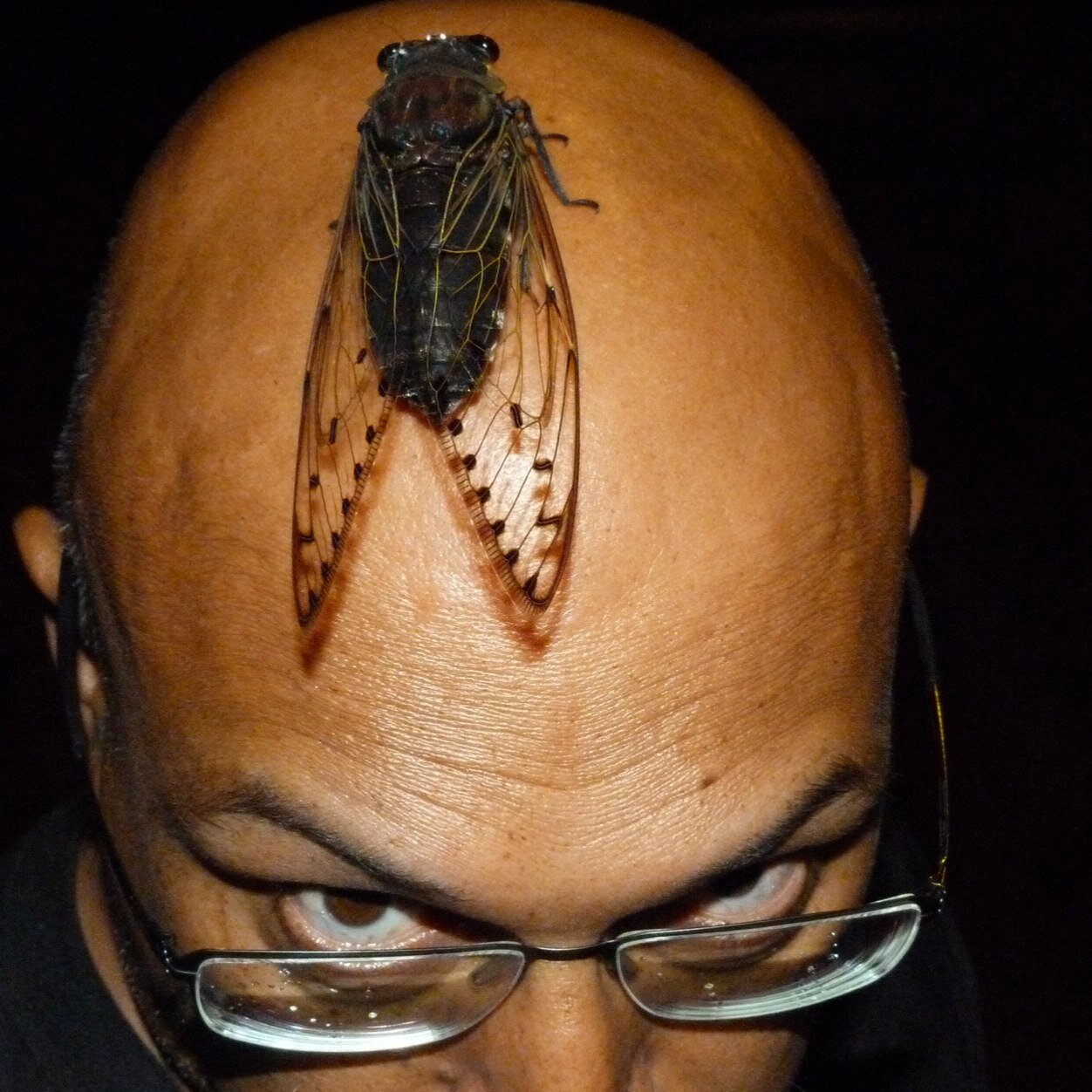 Angry old entomologist (emeritus), foodie, drinkie, moth-botherer, photographer and bon viveur. Unvarnished views are mine.