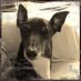 Steel Ranger (@rangergreyhound) Twitter profile photo