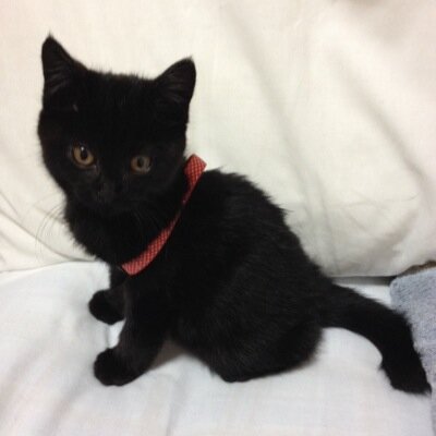 cheelucy Profile Picture