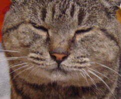ねこっ(๑•̀ㅁ•́๑)✧ねこーっ

猫は何故
ニャーって発音出来ますの？
天才じゃね？