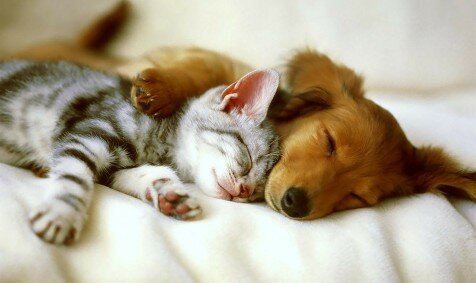 Online Pet Store

note: we do not sell animals only the products