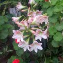 Norma Valera - @NDVC87 - Twitter