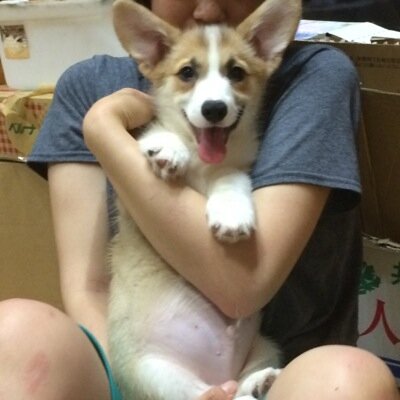 2代目コーギー 虎太郎と楽しく暮らしています(^○^) コーギー大好きです♪( ´▽｀)
福島/旅行/コーギー/スノボ/バスケ
好き